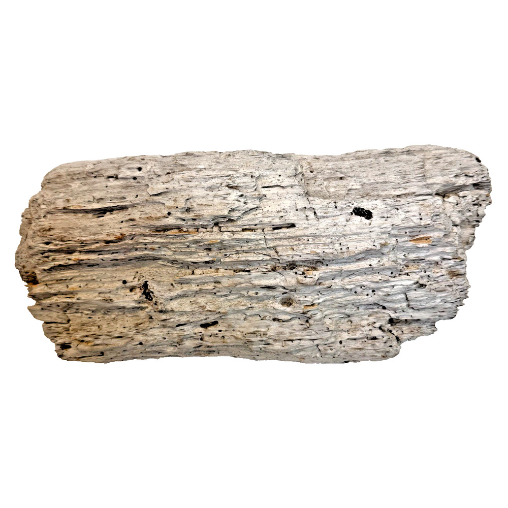 California Coast Natural Driftwood for Crafts, Decor White Rustic 11x4” 1.35